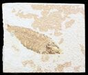 Bargain Knightia Fossil Fish - Wyoming #41066-1